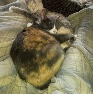 Meet your Posher, Beth